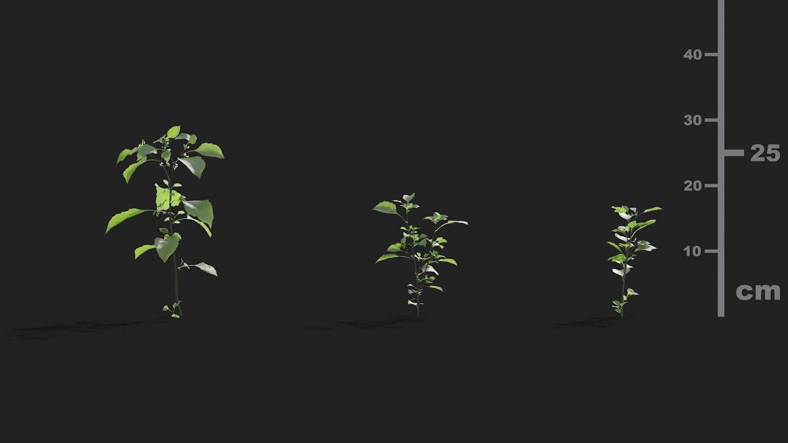 Maxtree - Plant Models Vol.21