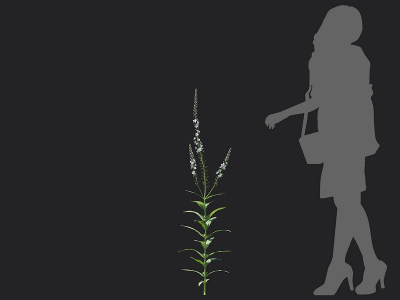 Maxtree - Plant Models Vol.116