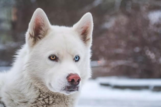 Gros plan d'un Husky de Sibérie.