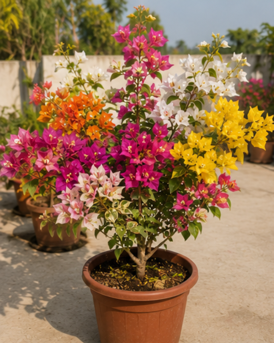 Multi Grafted Bougainvillea Plant (5 Colors in 1) — view 3
