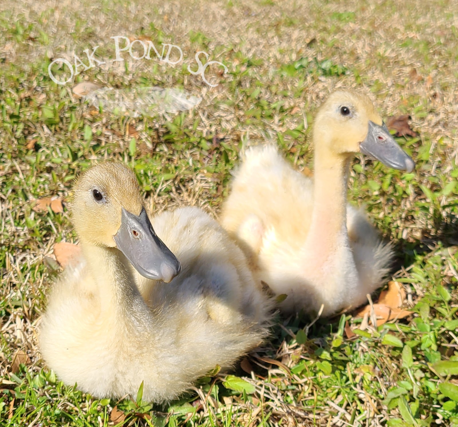 Silver Runner Duckling