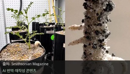 달에서 키운 병아리콩으로 만드는 '문 허무스'가 현실로?