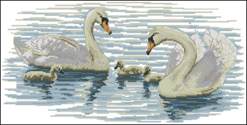 CMP 360091 Swan Family