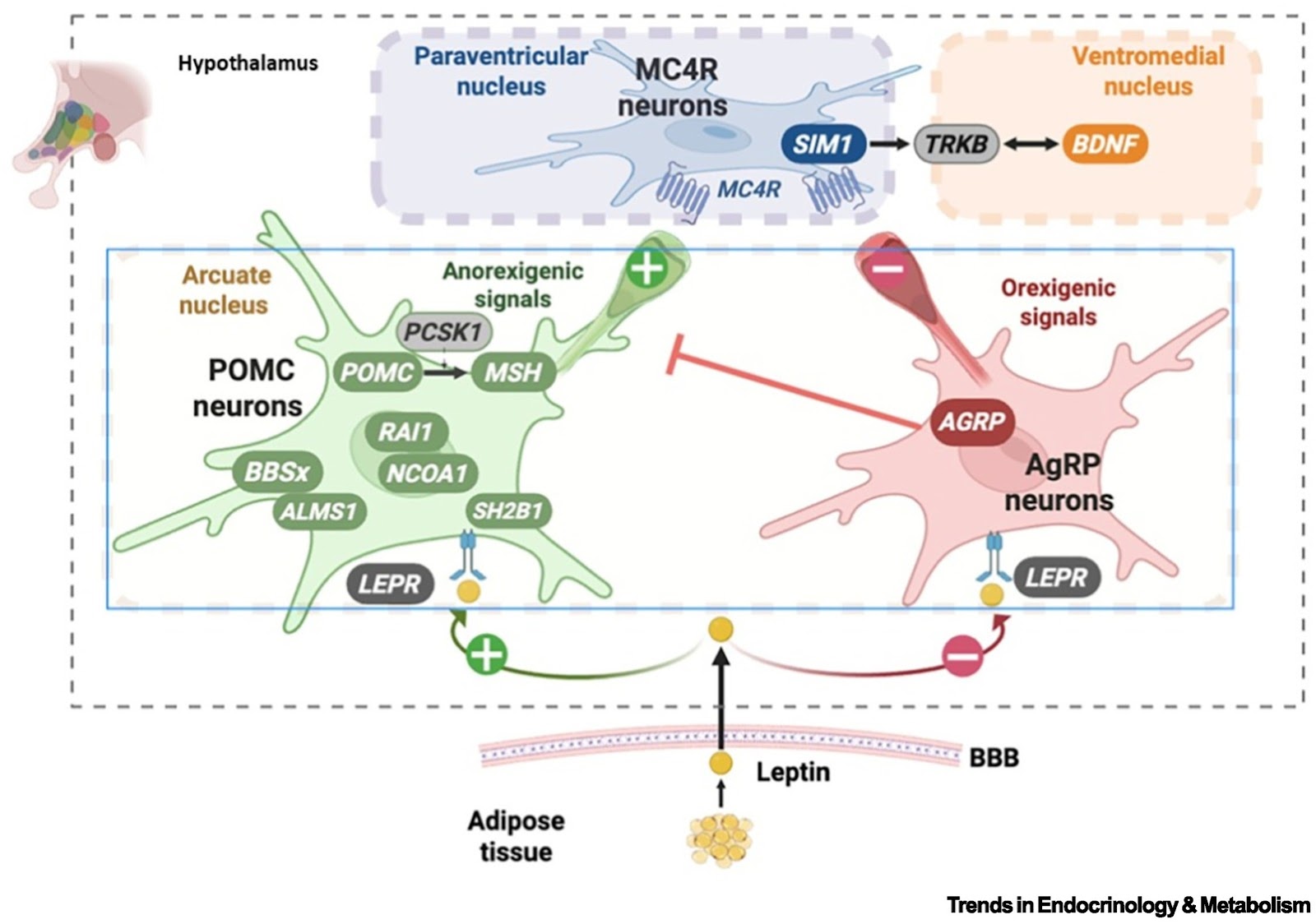 A new era in childhood obesity