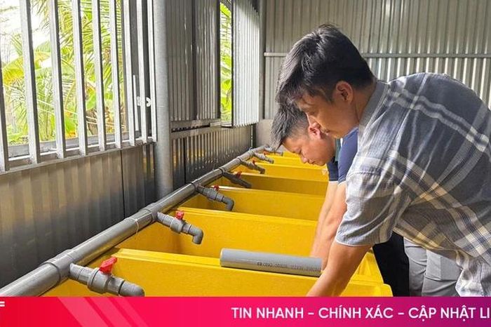 Sinh kế bền vững từ sản xuất lươn giống - Báo Hà Tĩnh