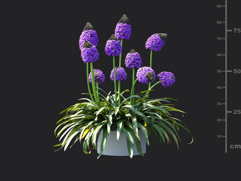 Maxtree - Plant Models Vol.115