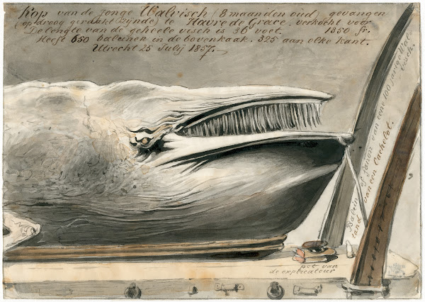 Expositie te Le Havre van aangespoelde walvis 1857 1857