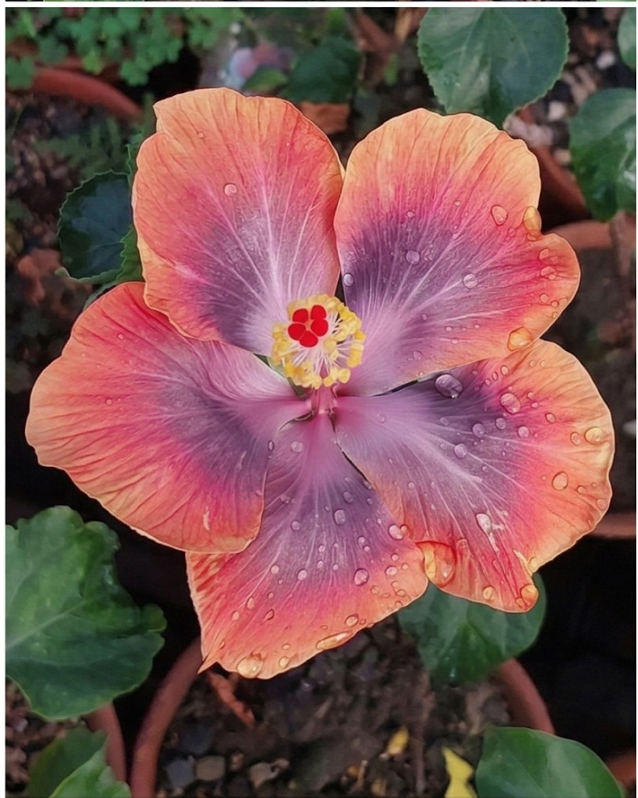 Hibiscus CCH Deadly Cobalt 60 — view 3