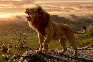 Lion Wallpaper
