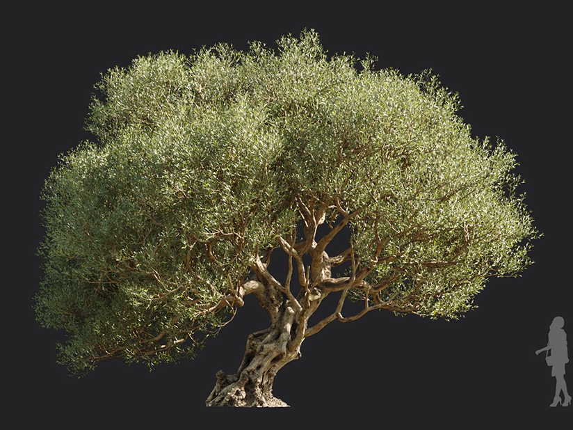 Maxtree - Plant Models Vol.113