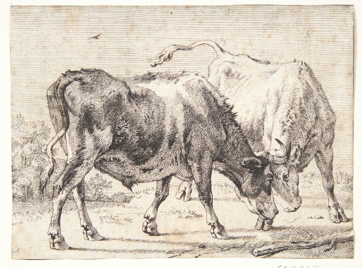 To kæmpende okser 1650