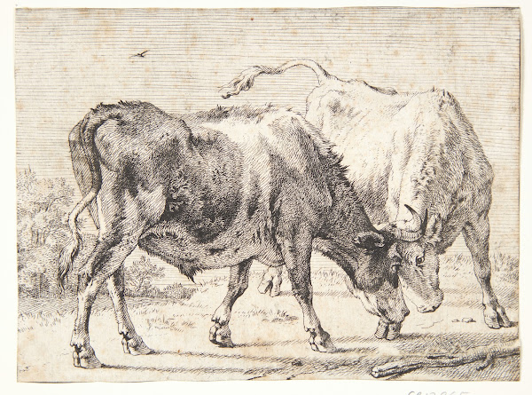 To kæmpende okser 1650