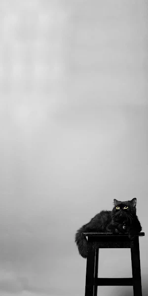 Portrait, Cat, Plant, Table, Cloud 5K iPhone Wallpaper Background