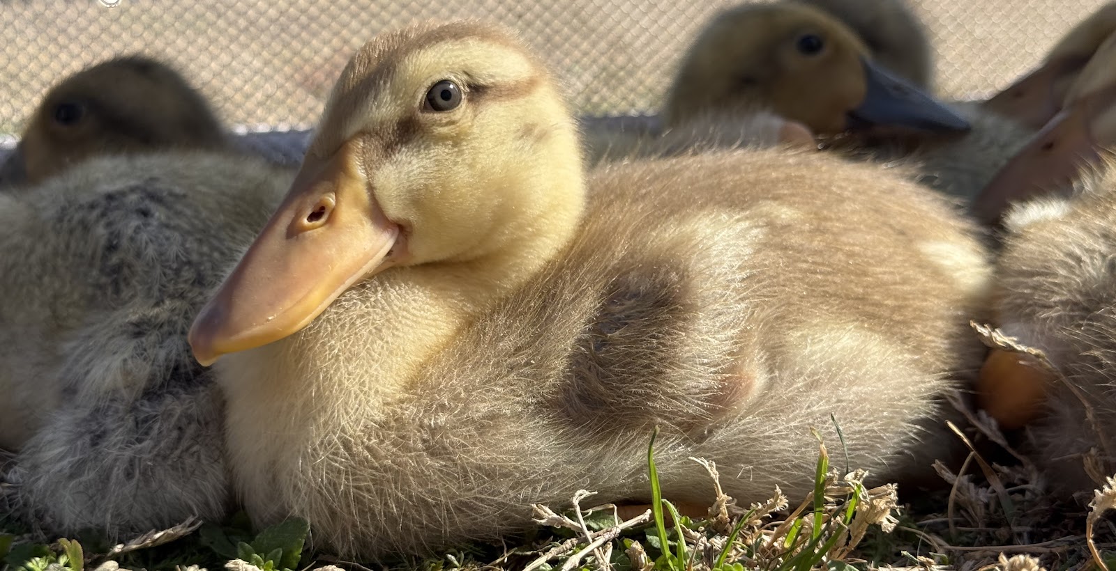 Golden Cascade Duckling
