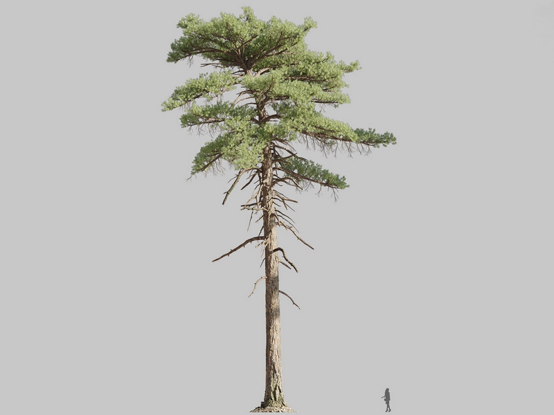 Maxtree - Plant Models Vol.126
