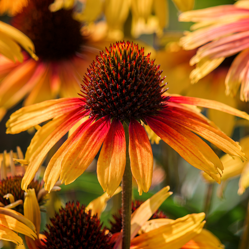Echinacea purpurea 'Parrot' in fioritura, con colori vibranti e fogliame verde intenso
