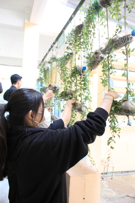 …. Thực hiện nhặt/tỉa những dây già úa