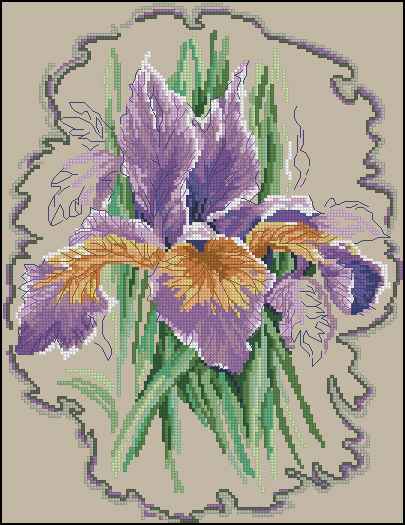 CMP 171164 Irises