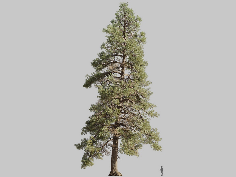 Maxtree - Plant Models Vol.126