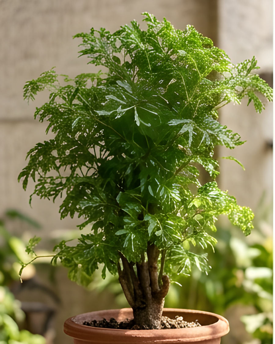 Aralia Green Plant — view 5