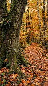 Mossy Tree Trunk Beside a Path Blanketed in Deep Orange Leaves