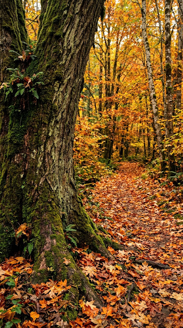 Mossy Tree Trunk Beside a Path Blanketed in Deep Orange Leaves - Free mobile Wallpaper