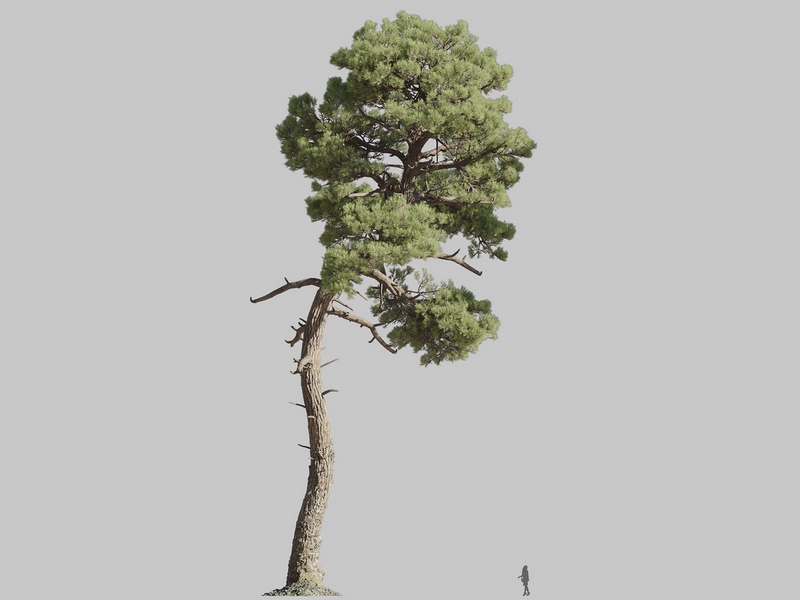 Maxtree - Plant Models Vol.126
