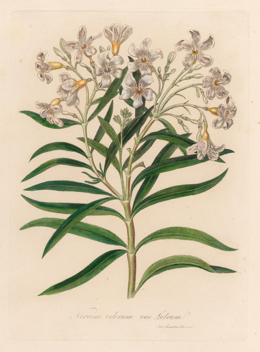 Nerium odorum var lutuem 1818 1824