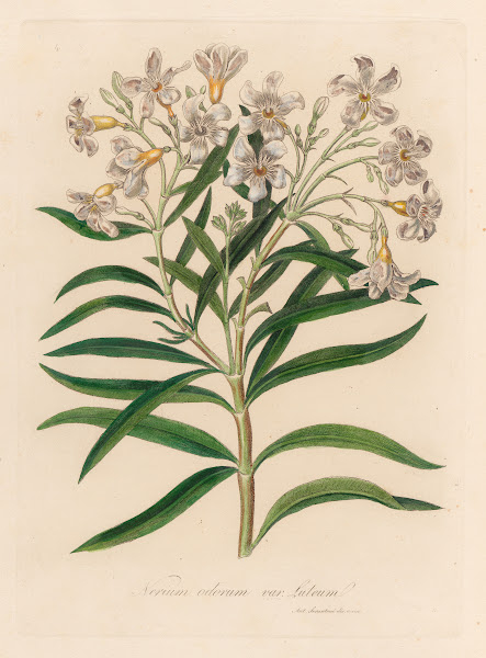 Nerium odorum var lutuem 1818 1824