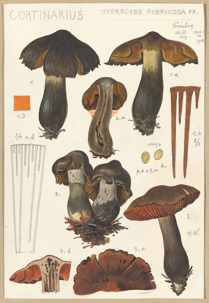 Cortinarius 1915 1945