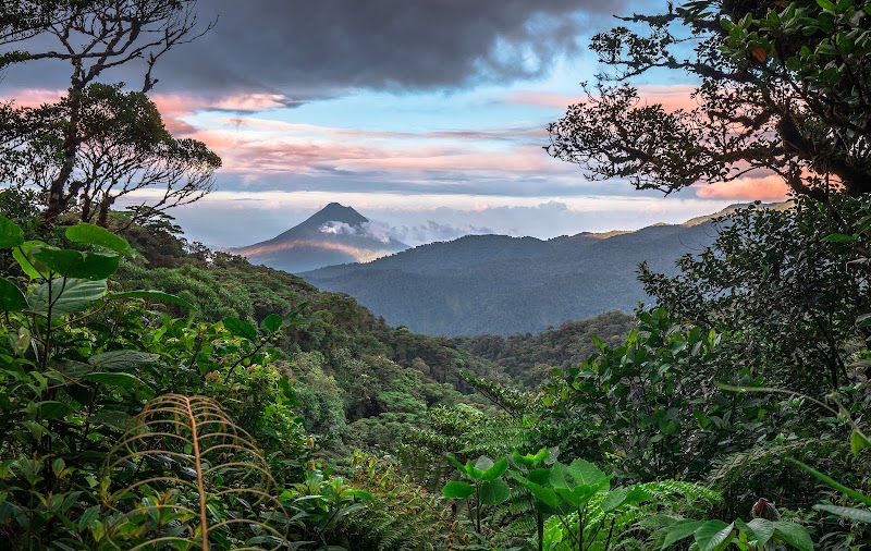 Lush Costa Rican coffee landscape