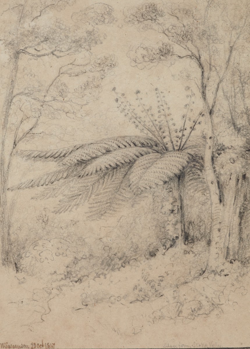 Silver fern Stokes Valley 1847 Lower Hutt