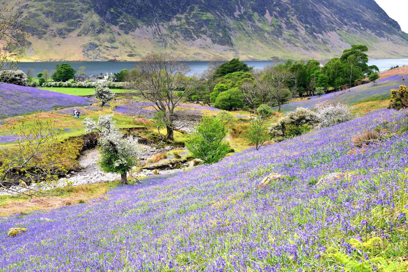 Bluebells carpeting the green landscape of Rannerdale in England’s Lake District.