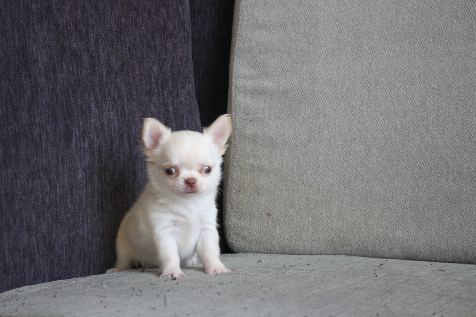 12/21出生 高端優質迷你長毛吉娃娃奶油白妹妹