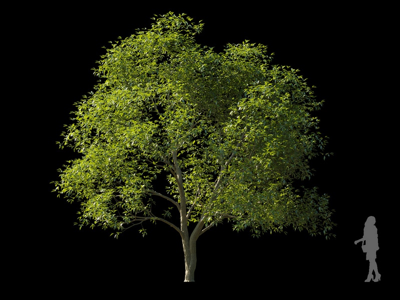 Maxtree - Plant Models Vol.120