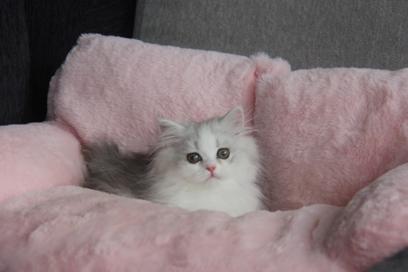 12/19出生 高端優質英國長毛貓銀加白小步舞曲妹妹