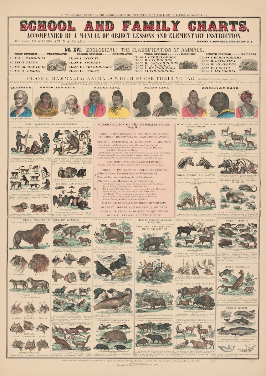 No XVI Zoological