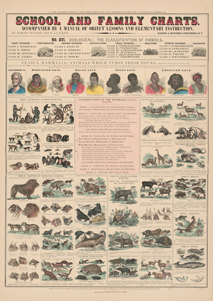 No XVI Zoological