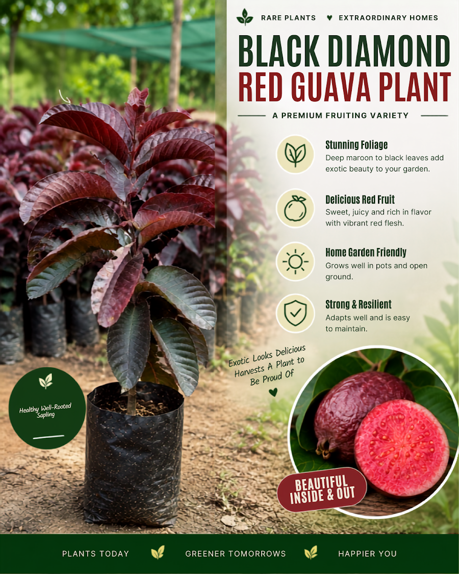 Diamond Guava Collection — view 2