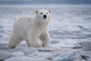 Polar Bear Wallpaper