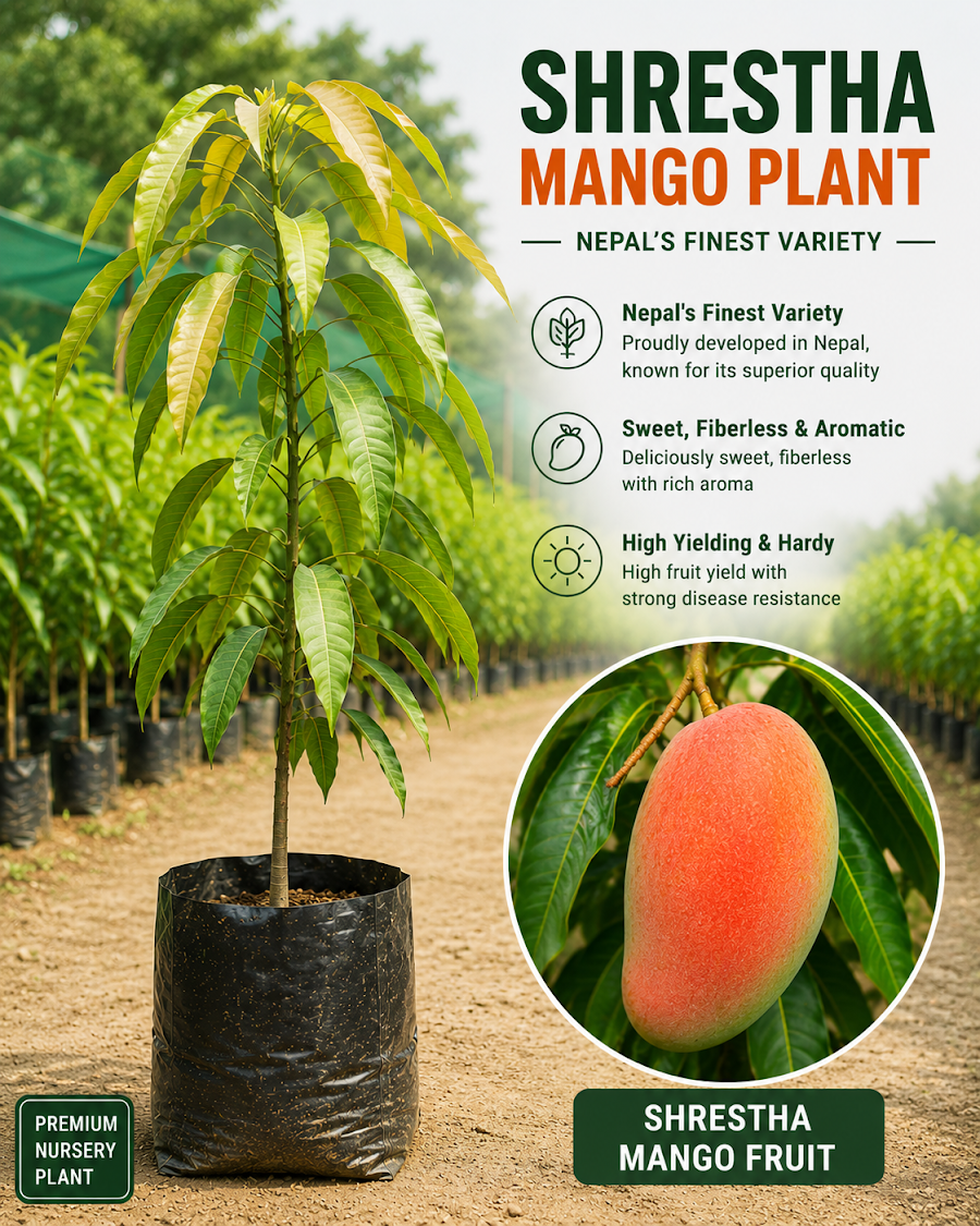 Ultra Premium Mango Collection — view 4