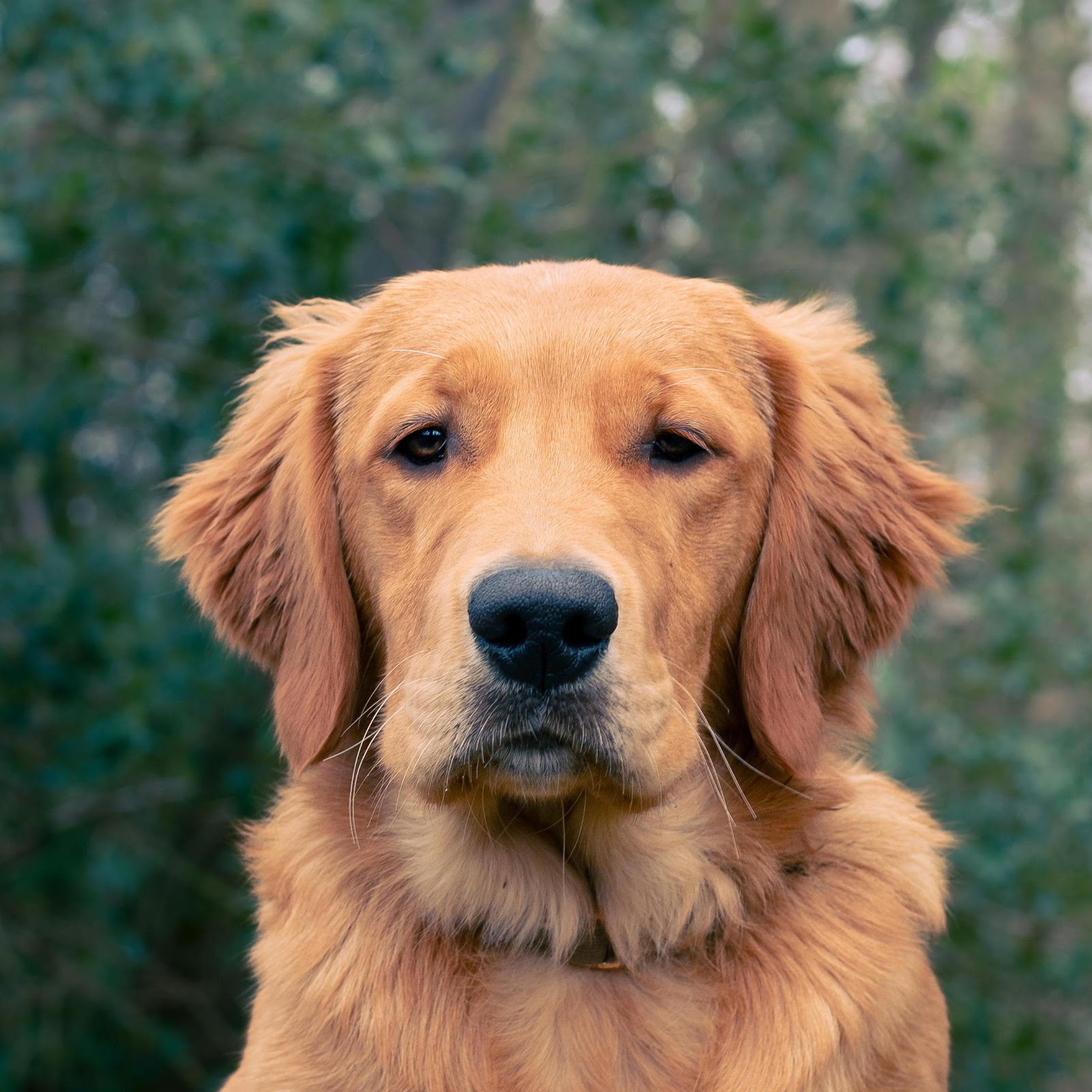 Download Golden Retriever On Mossy Log 4K iPhone
