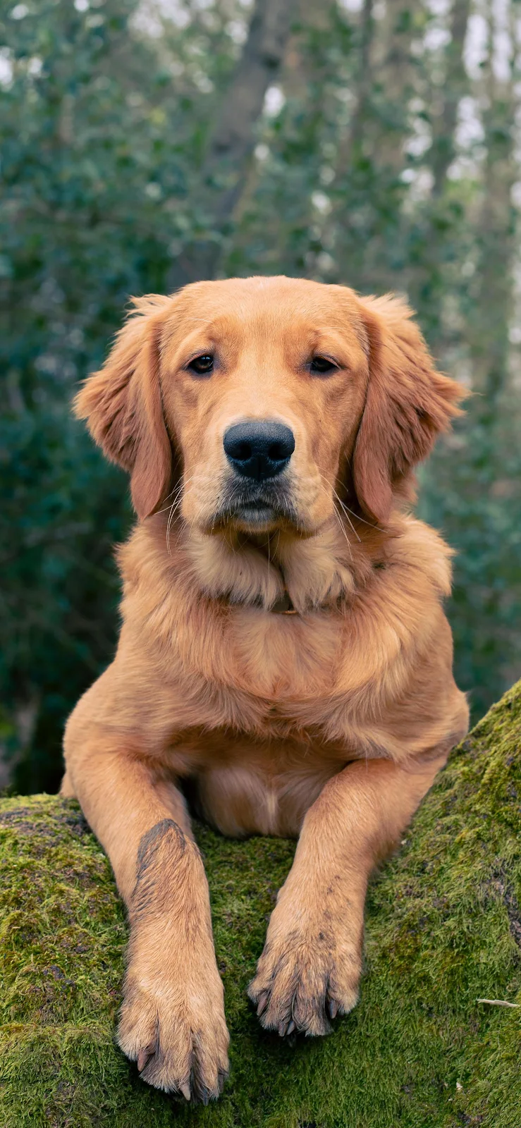 Golden Retriever On Mossy Log - Animal Photography 4K iPhone Wallpaper (2266x4909)