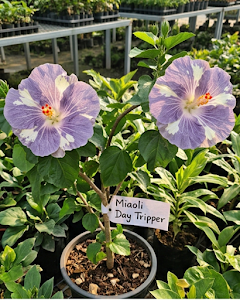 Hibiscus Miaoli Day Tripper