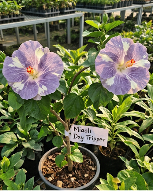 Hibiscus Miaoli Day Tripper