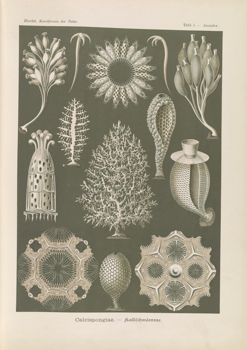 Calcispongiae  Kalkschwämme 1904