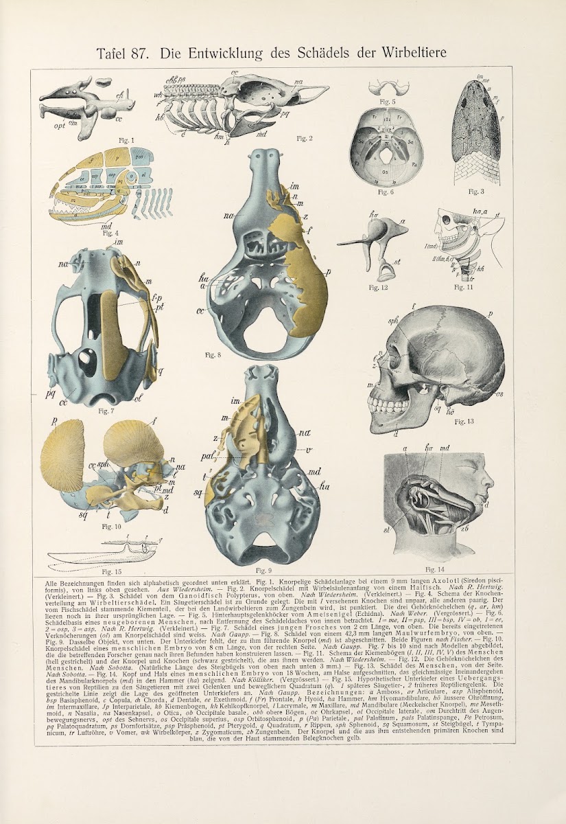Die Entwicklung des Schadels der Wirbeltiere 1909