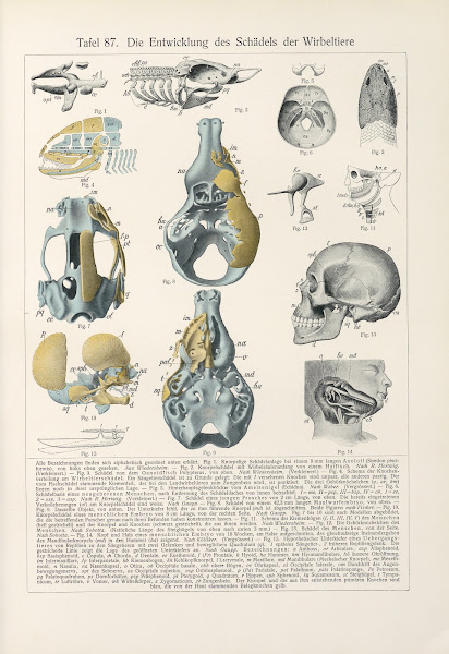 Die Entwicklung des Schadels der Wirbeltiere 1909