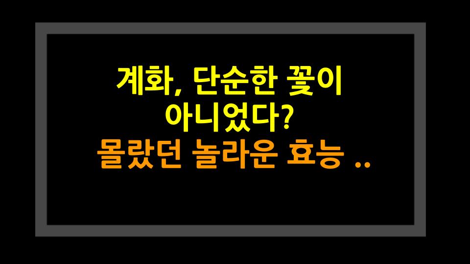 계화, 단순한 꽃이 아니었다? 몰랐던 놀라운 효능 5가지