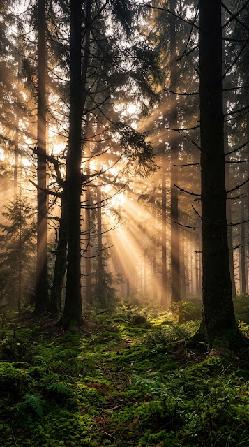 God Rays Filtering Through Misty Pine Forest at Dawn - Free mobile Wallpaper